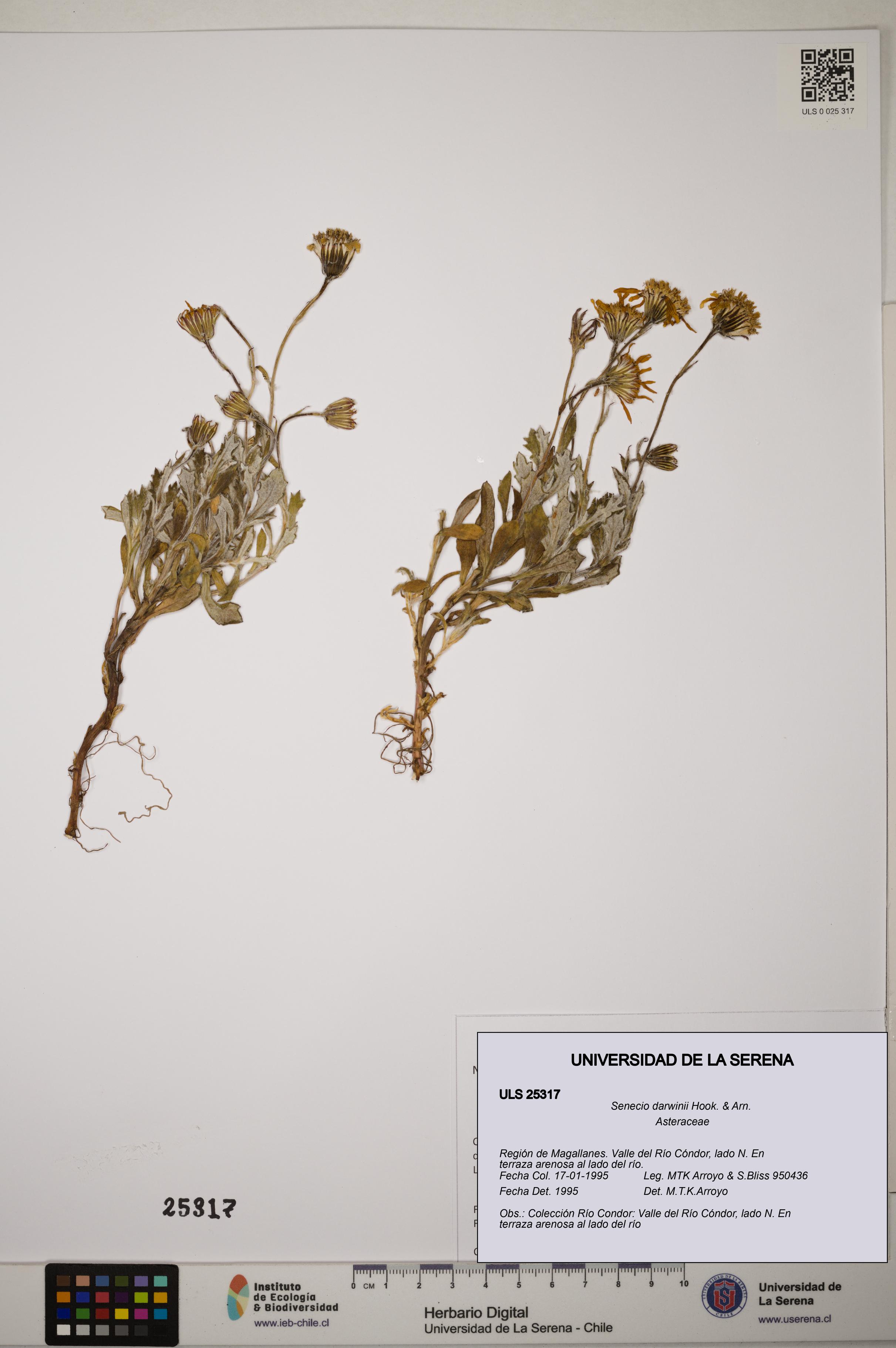 Senecio darwinii [Espécimen: ]