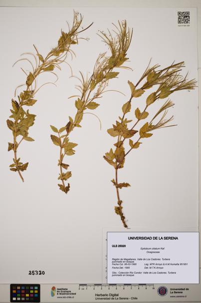 Epilobium ciliatum [Espécimen: ]