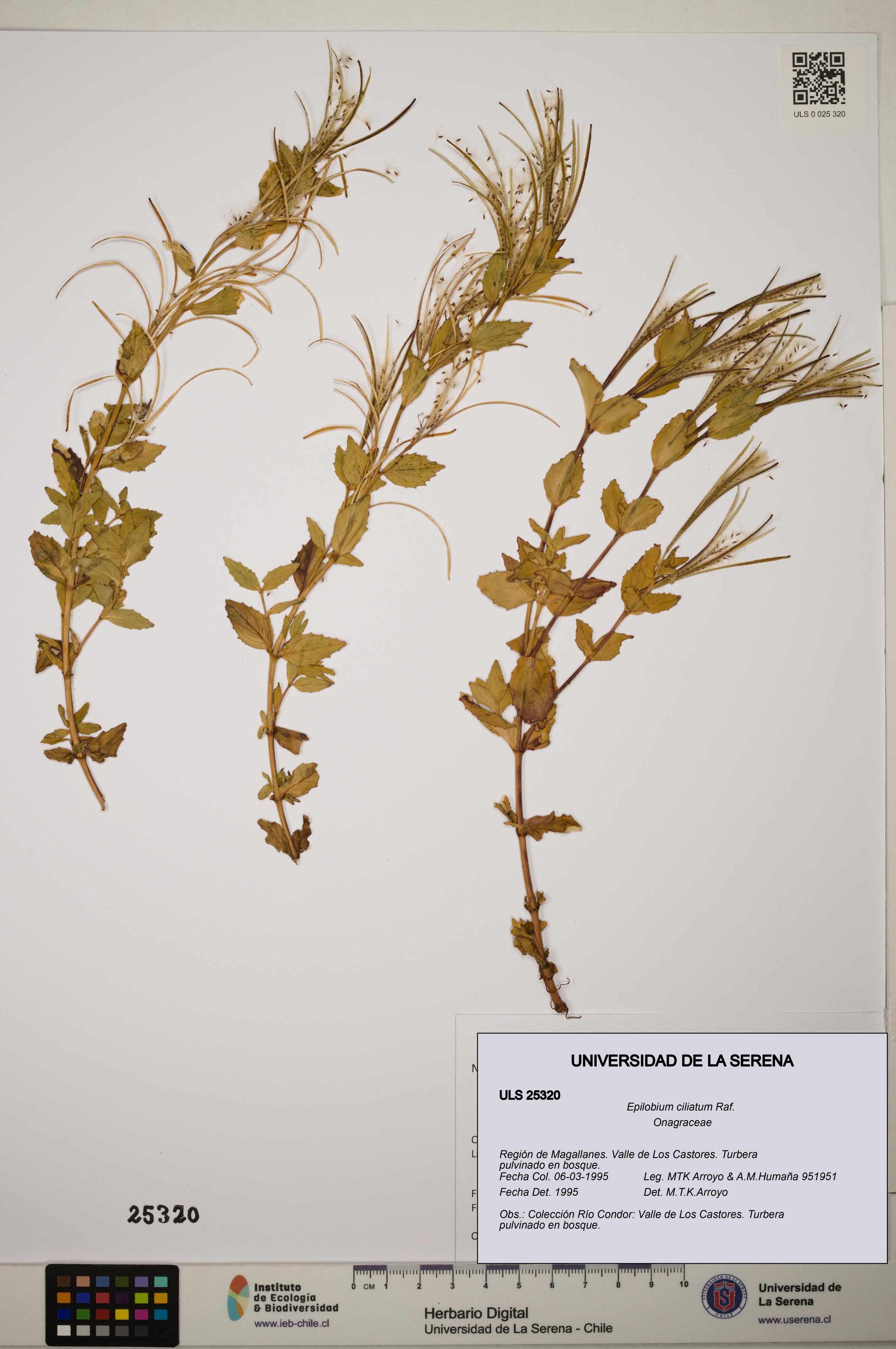 Epilobium ciliatum [Espécimen: ]