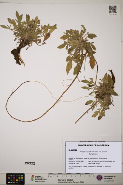 Phacelia secunda var. secunda [Espécimen: ]