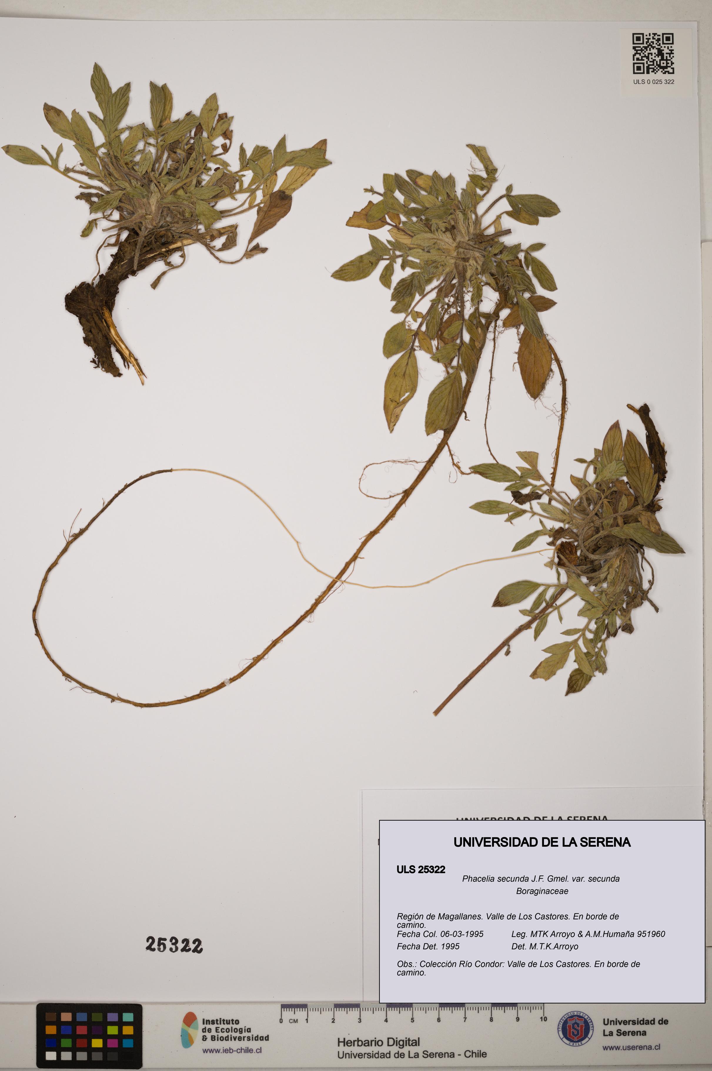 Phacelia secunda var. secunda [Espécimen: ]