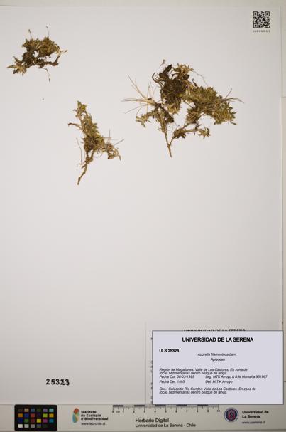 Azorella filamentosa [Espécimen: ]