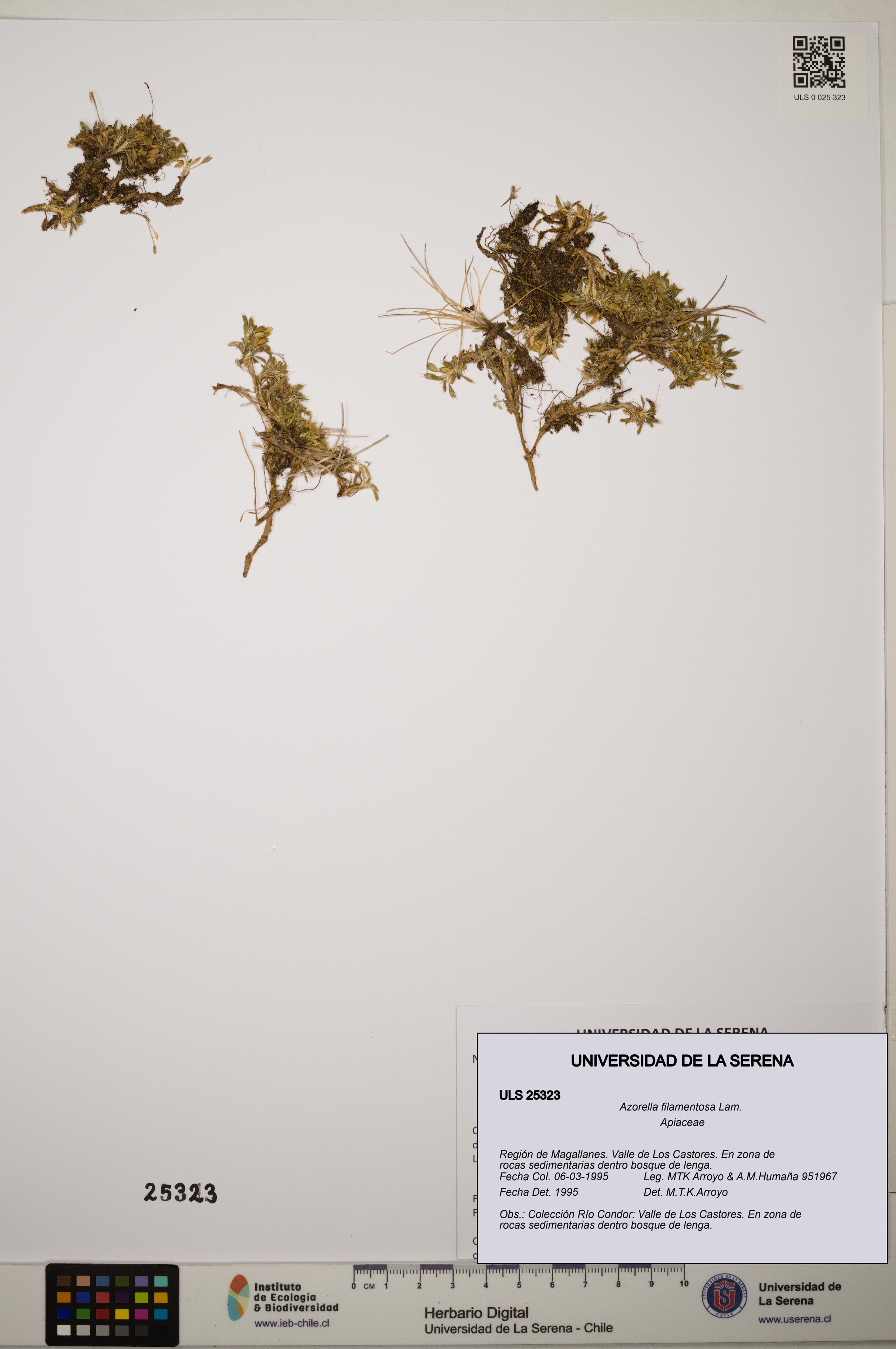 Azorella filamentosa [Espécimen: ]
