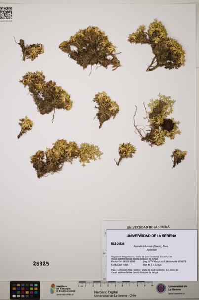 Azorella trifurcata [Espécimen: ]
