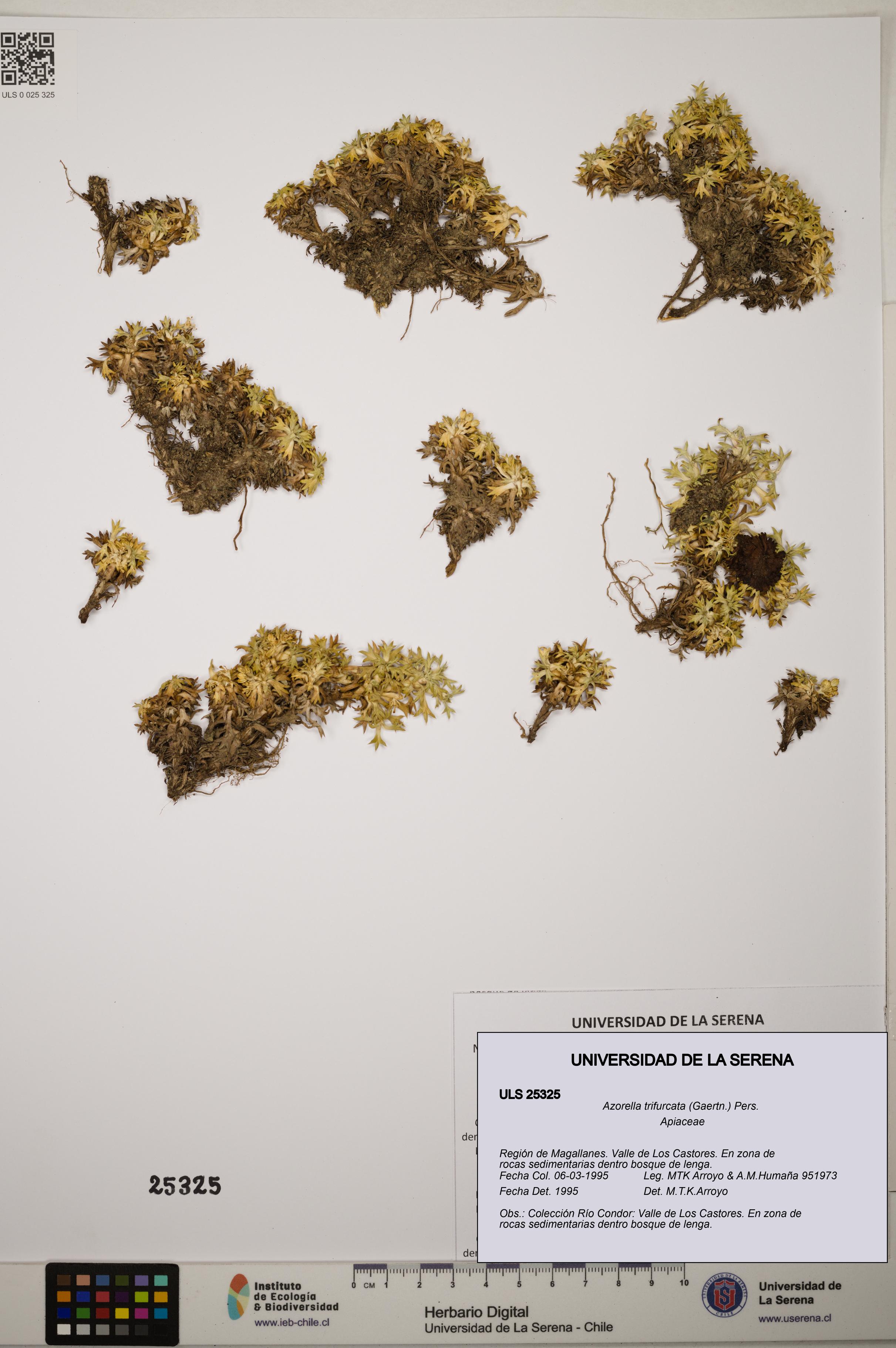 Azorella trifurcata [Espécimen: ]