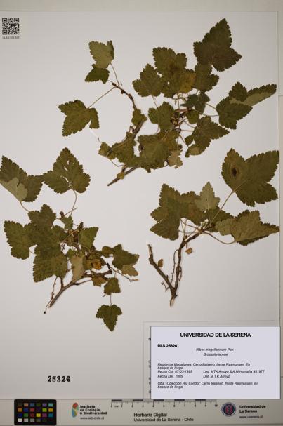 Ribes magellanicum [Espécimen: ]
