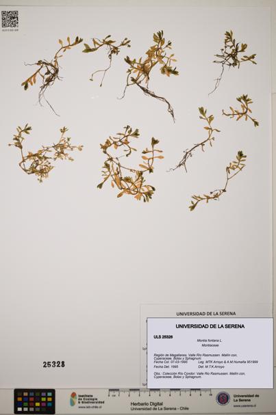 Montia fontana [Espécimen: ]