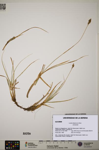 Luzula alopecurus [Espécimen: ]