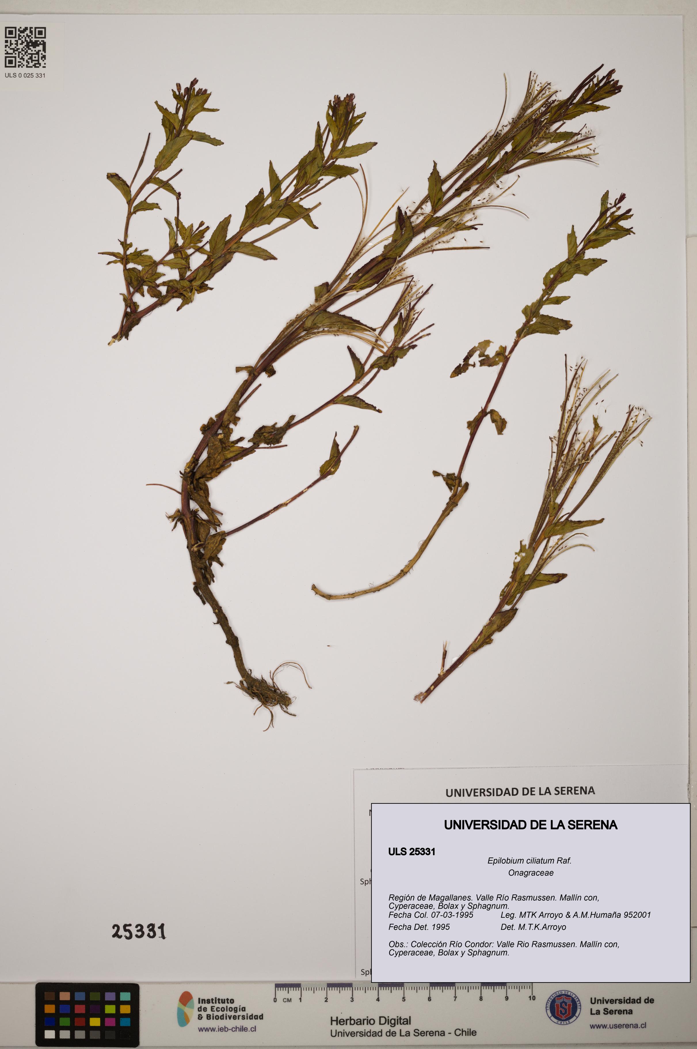 Epilobium ciliatum [Espécimen: ]