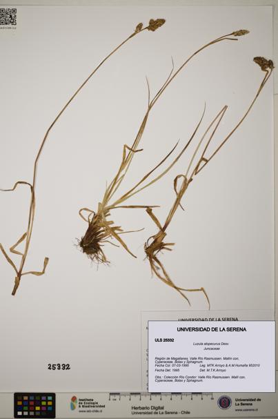 Luzula alopecurus [Espécimen: ]