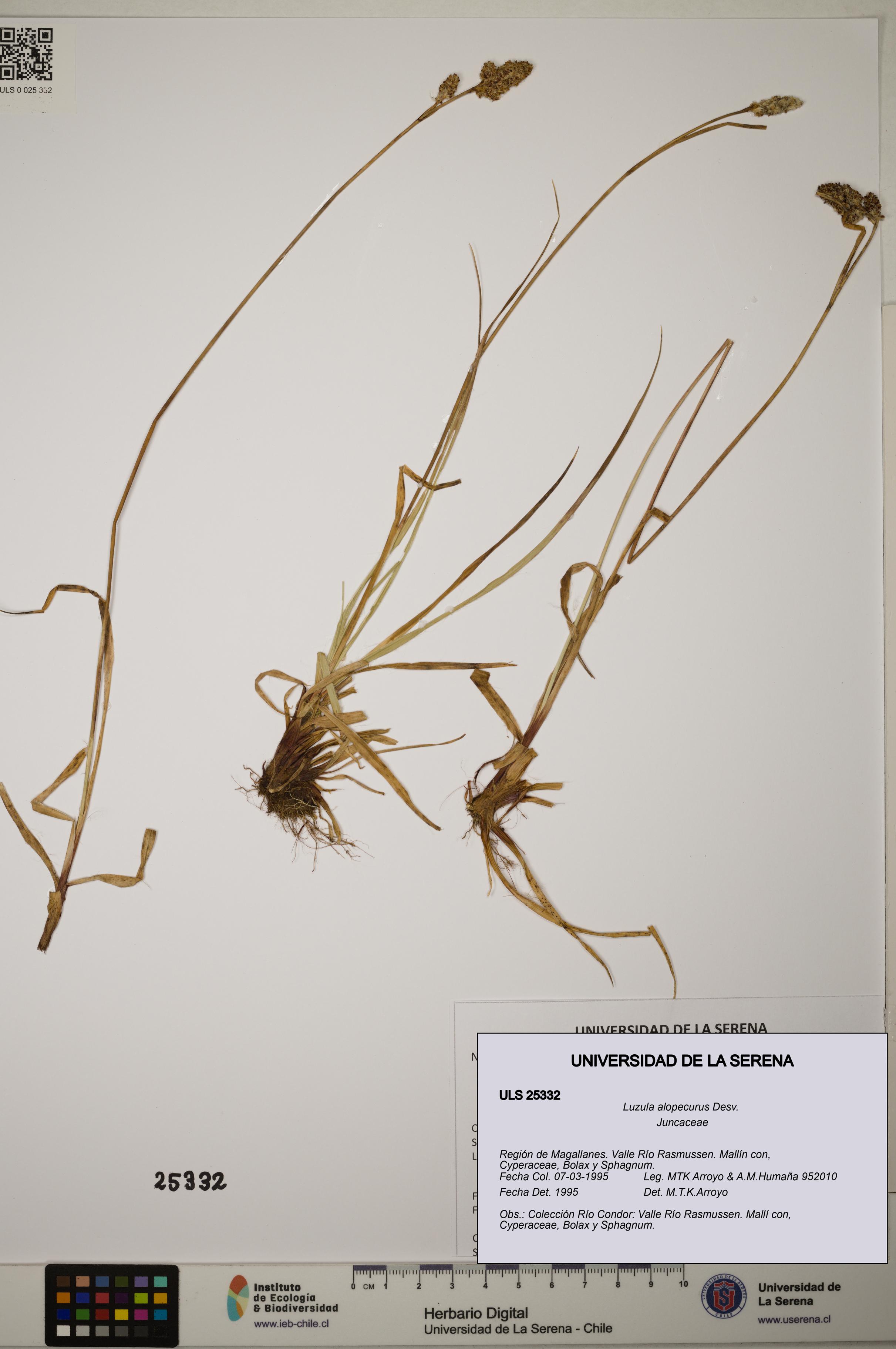 Luzula alopecurus [Espécimen: ]