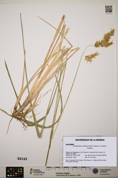 Anthoxanthum redolens var. redolens [Espécimen: ]
