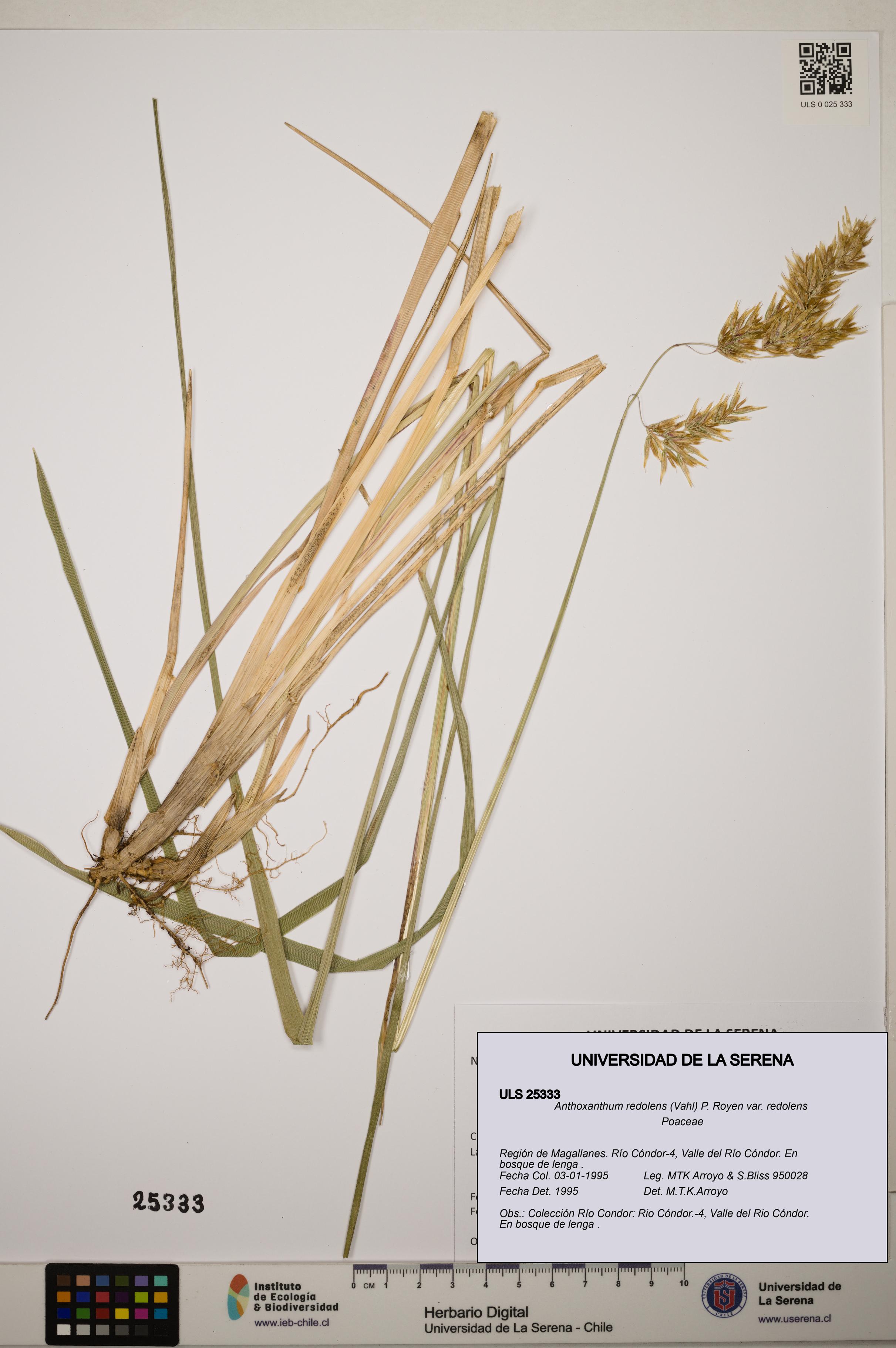 Anthoxanthum redolens var. redolens [Espécimen: ]