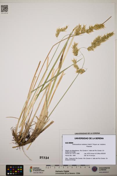 Anthoxanthum redolens var. redolens [Espécimen: ]