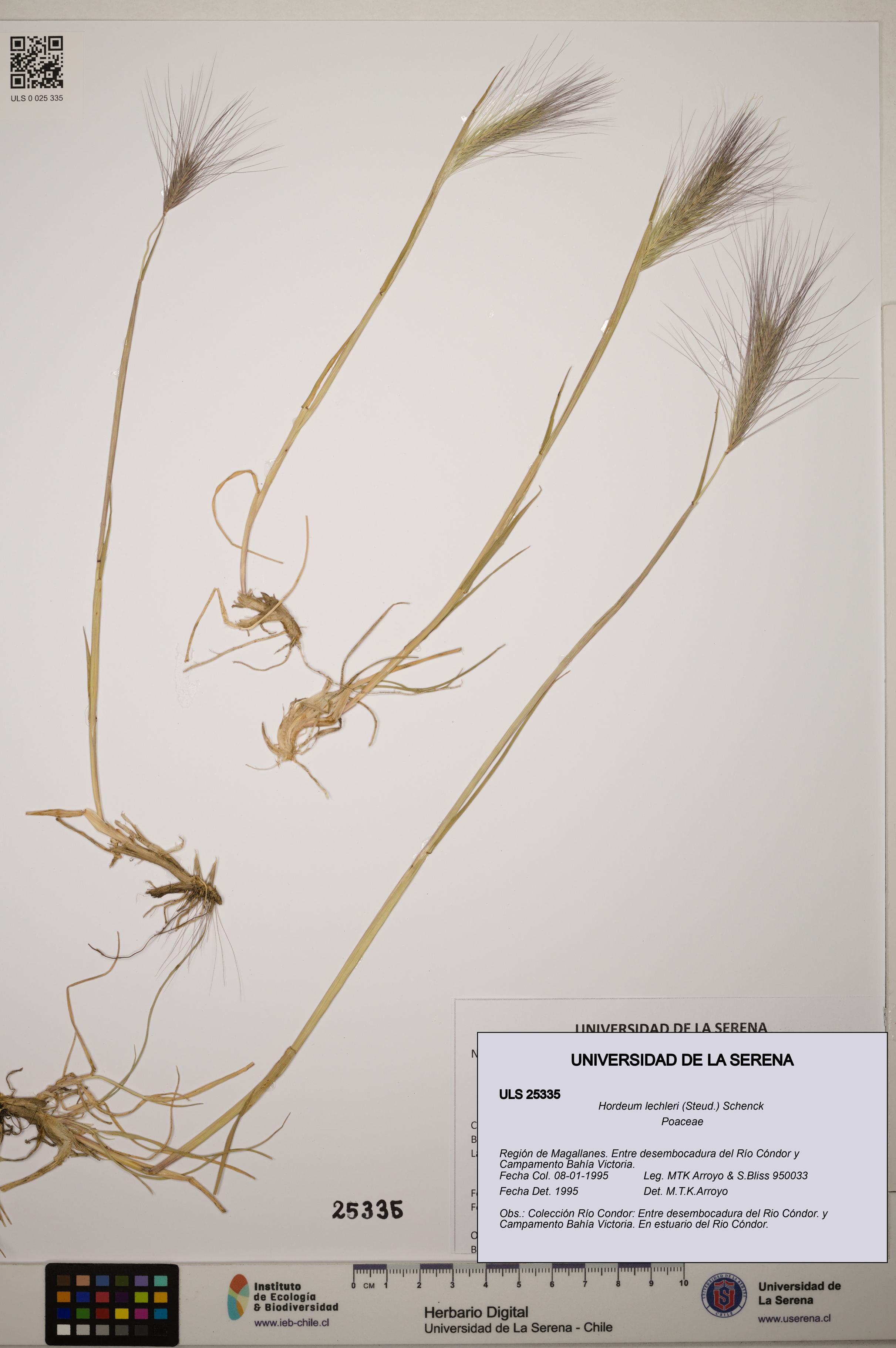 Hordeum lechleri [Espécimen: ]