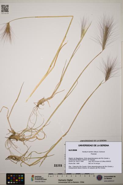Hordeum lechleri [Espécimen: ]