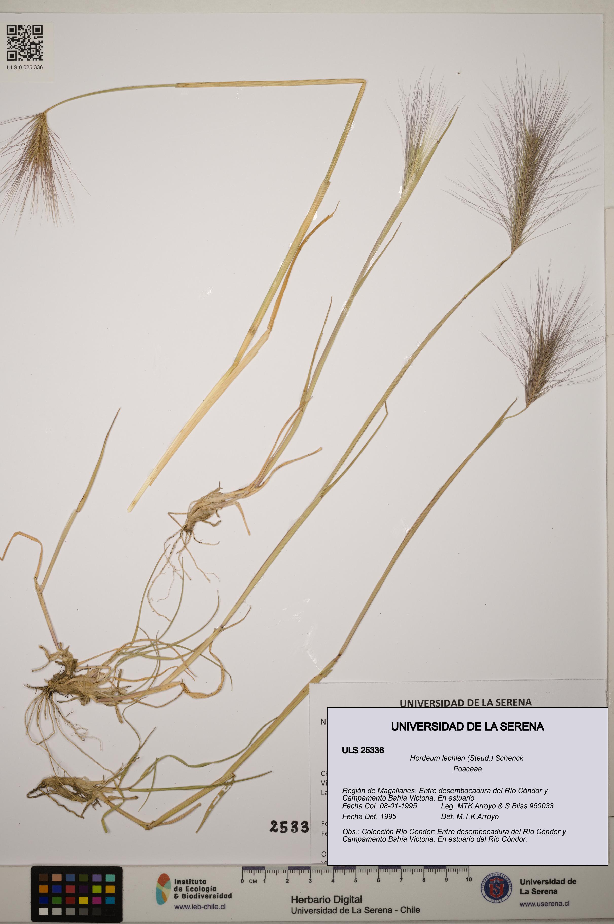 Hordeum lechleri [Espécimen: ]