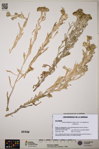Senecio patagonicus var. patagonicus [Espécimen: ]