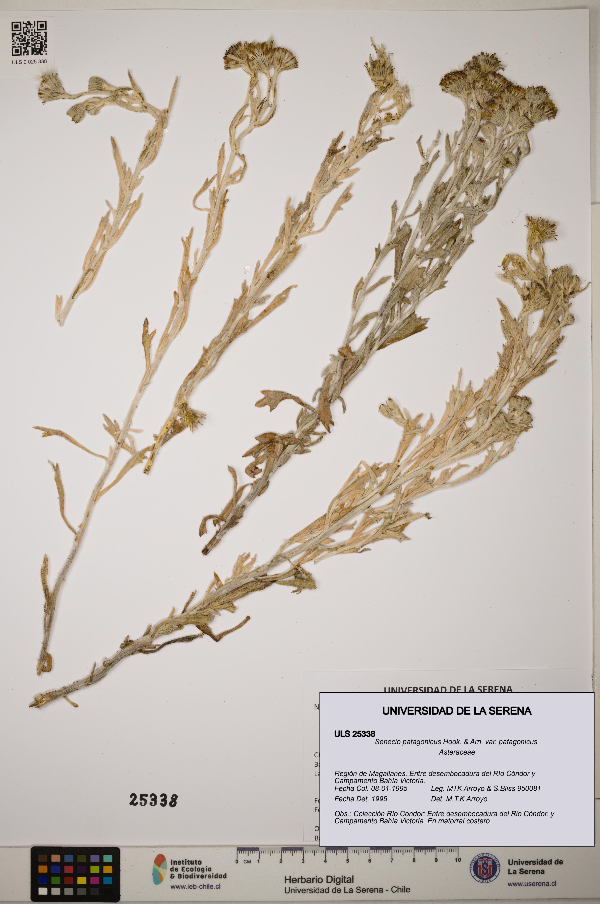 Senecio patagonicus var. patagonicus [Espécimen: ]