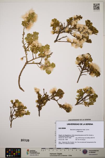 Baccharis patagonica [Espécimen: ]