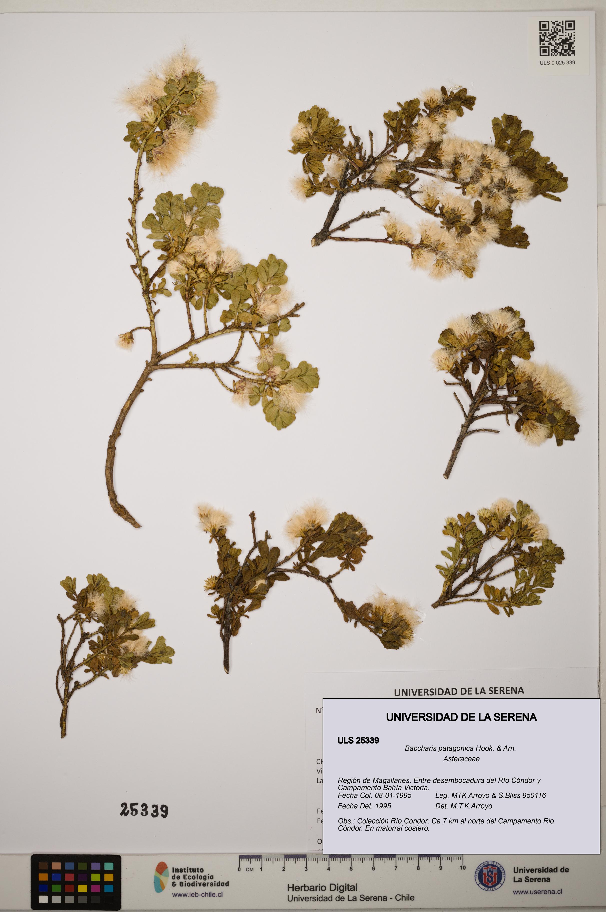 Baccharis patagonica [Espécimen: ]