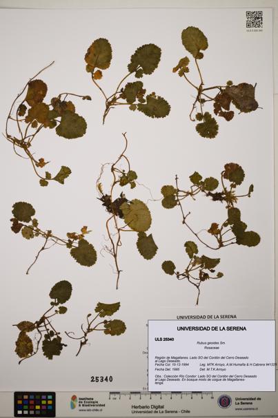 Rubus geoides [Espécimen: ]