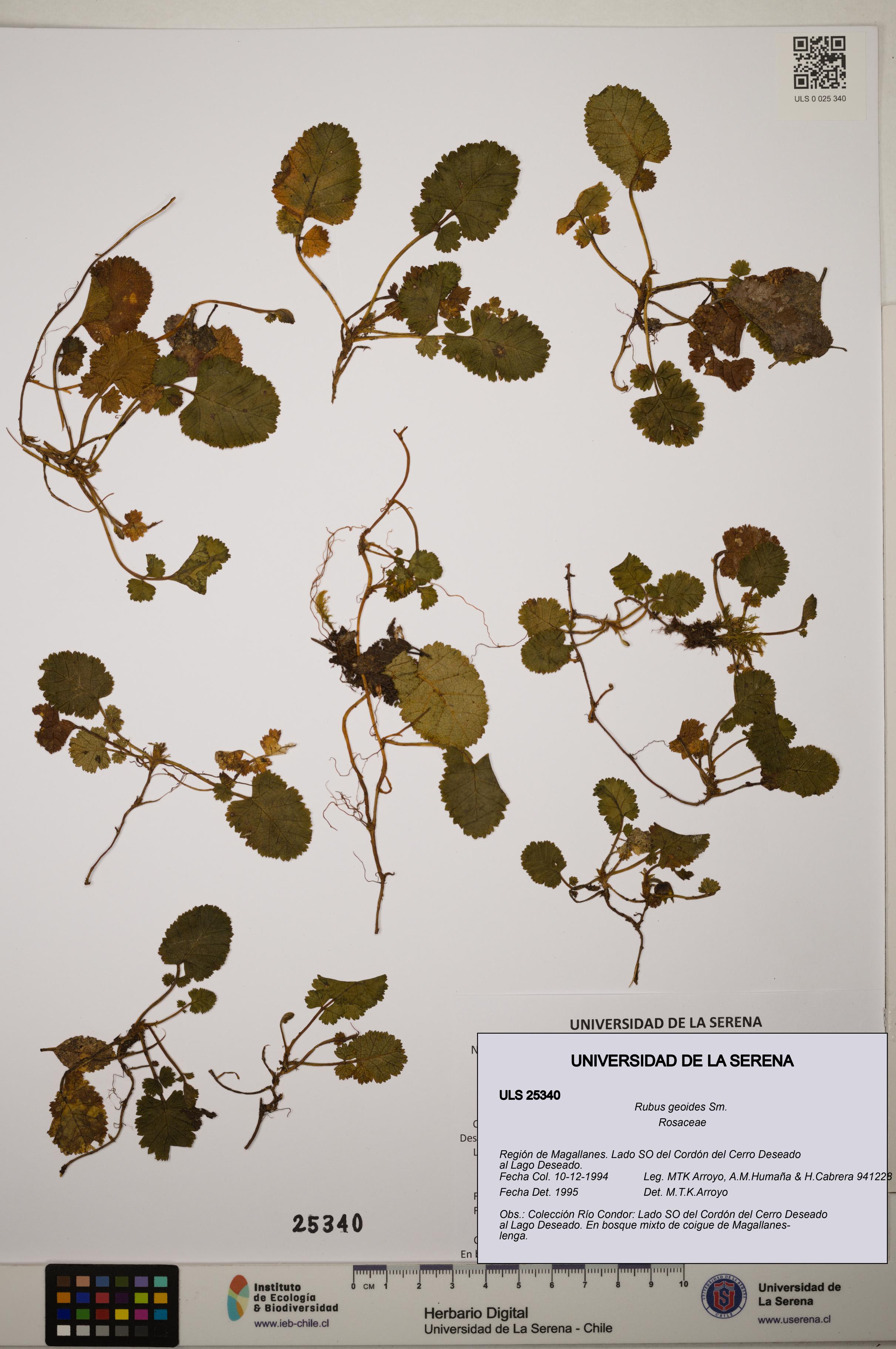 Rubus geoides [Espécimen: ]