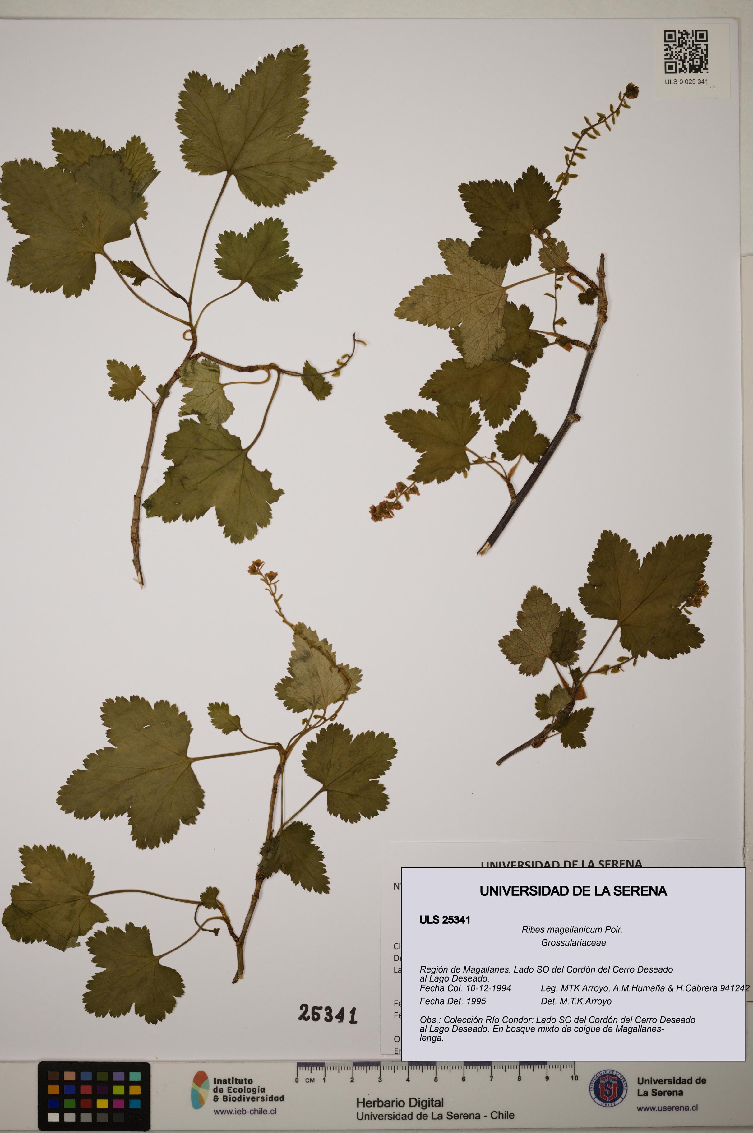Ribes magellanicum [Espécimen: ]