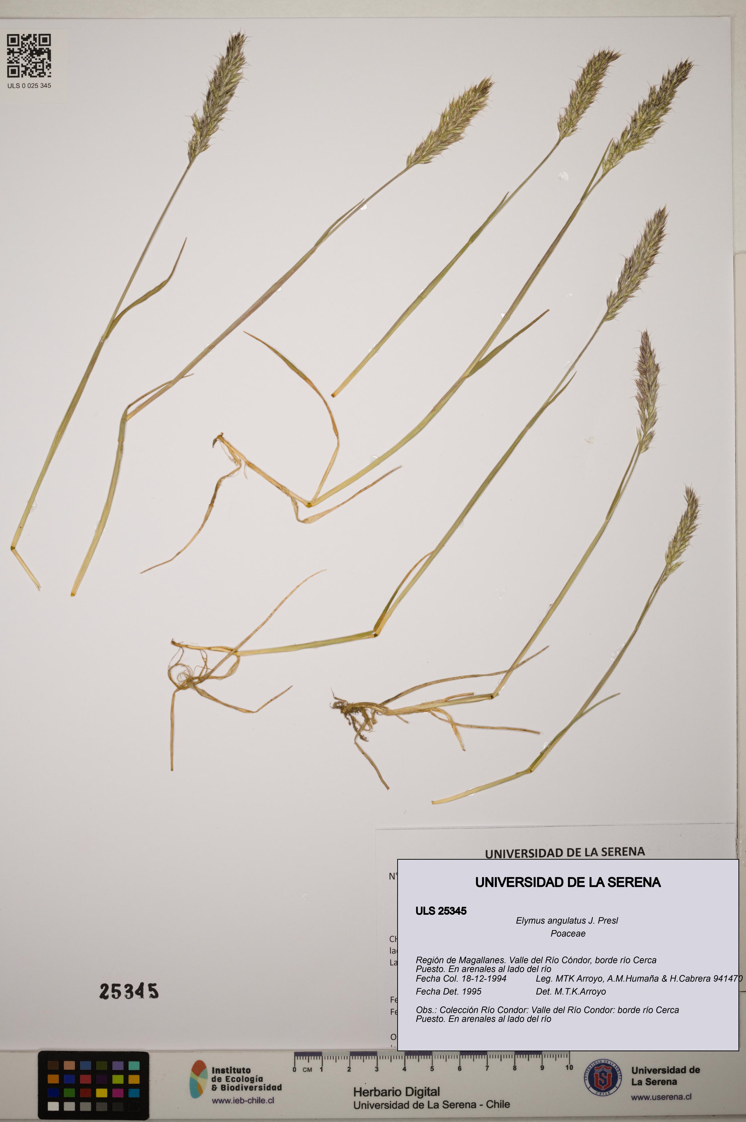 Elymus angulatus [Espécimen: ]