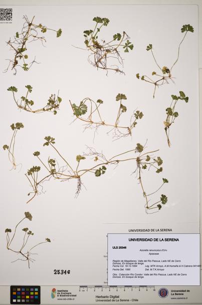 Azorella ranunculus [Espécimen: ]