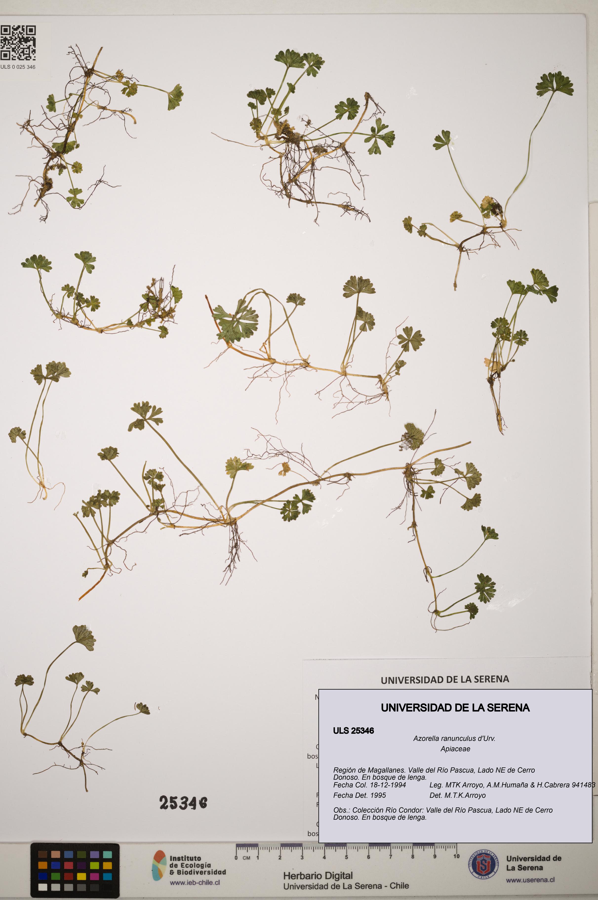 Azorella ranunculus [Espécimen: ]