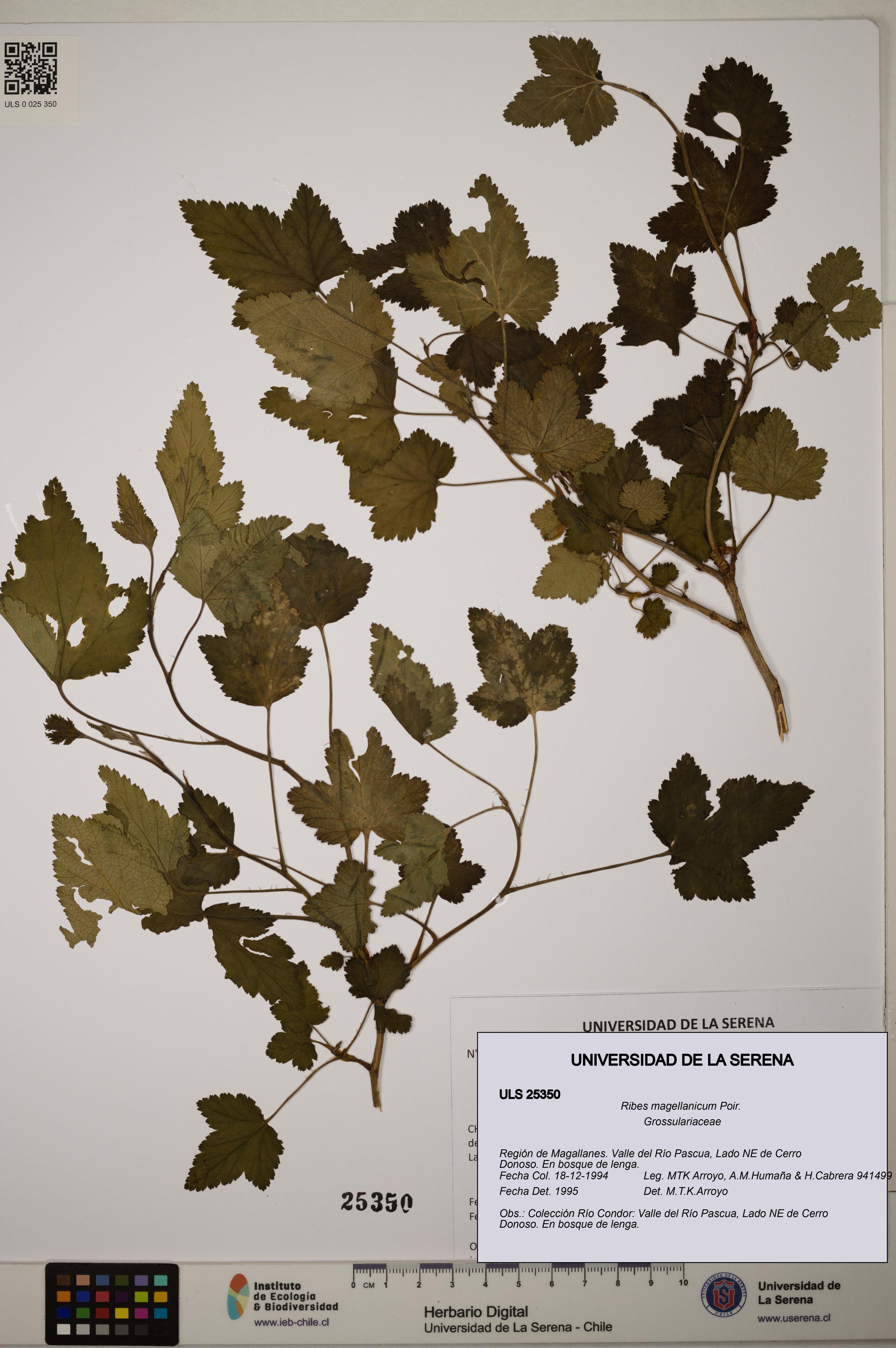 Ribes magellanicum [Espécimen: ]