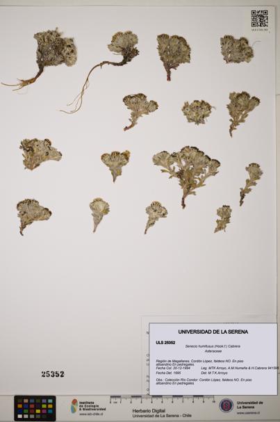 Senecio humifusus [Espécimen: ]