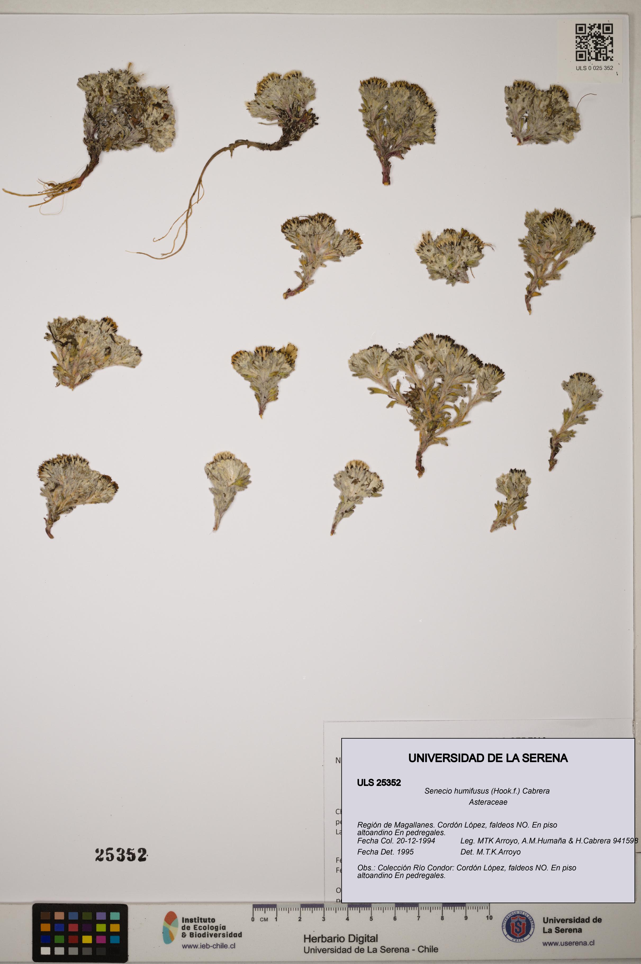 Senecio humifusus [Espécimen: ]