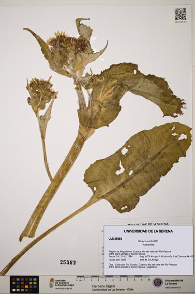 Senecio smithii [Espécimen: ]