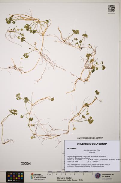 Azorella ranunculus [Espécimen: ]