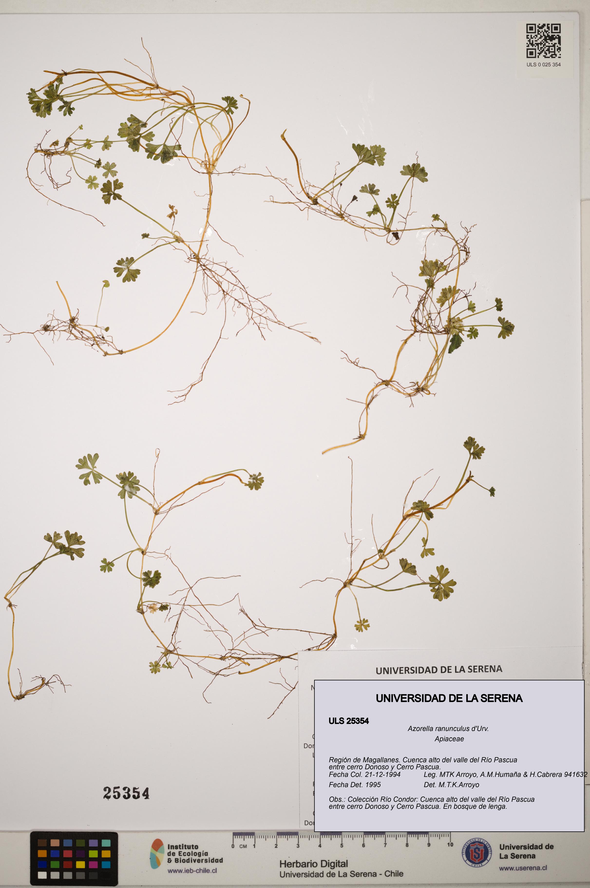 Azorella ranunculus [Espécimen: ]