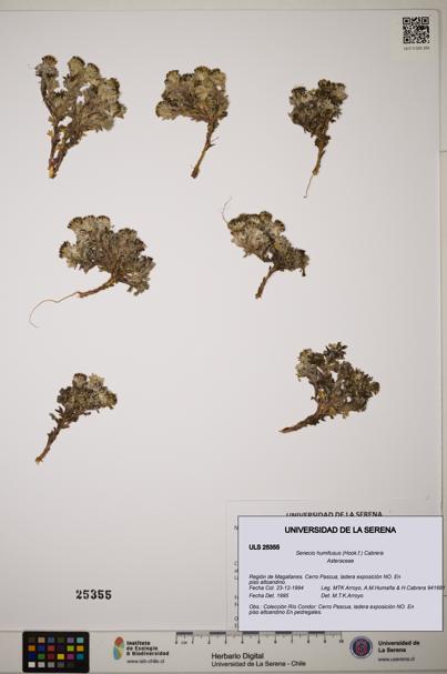 Senecio humifusus [Espécimen: ]