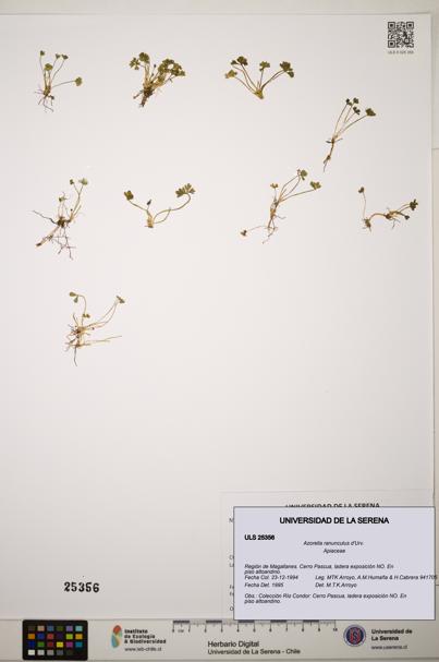 Azorella ranunculus [Espécimen: ]