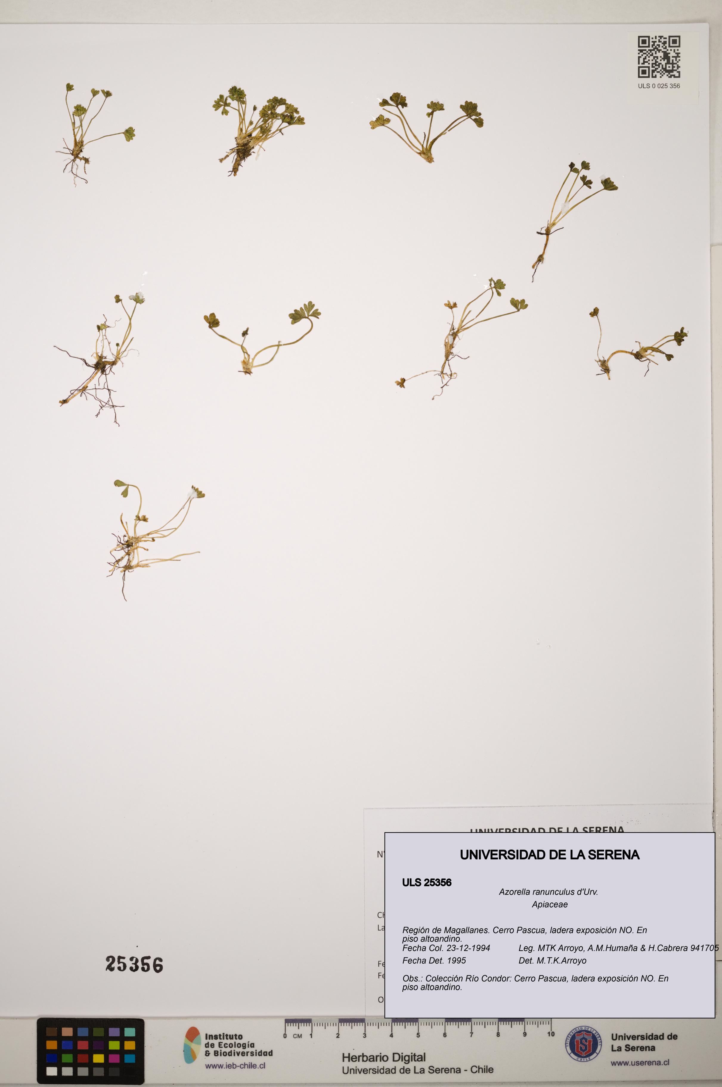 Azorella ranunculus [Espécimen: ]