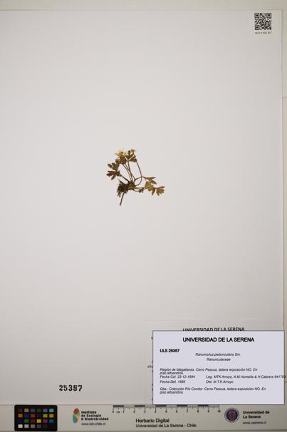 Ranunculus peduncularis [Espécimen: ]