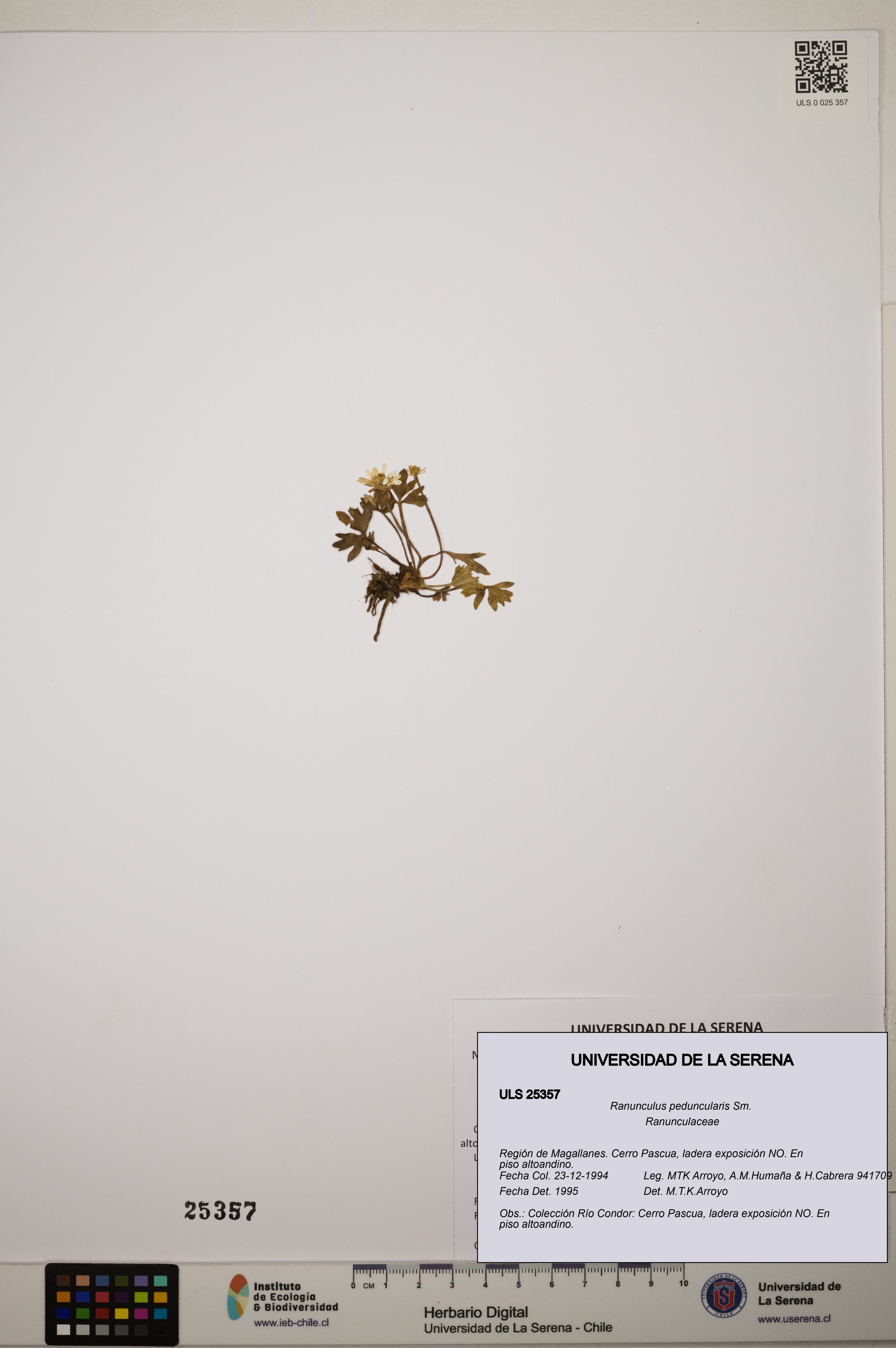 Ranunculus peduncularis [Espécimen: ]