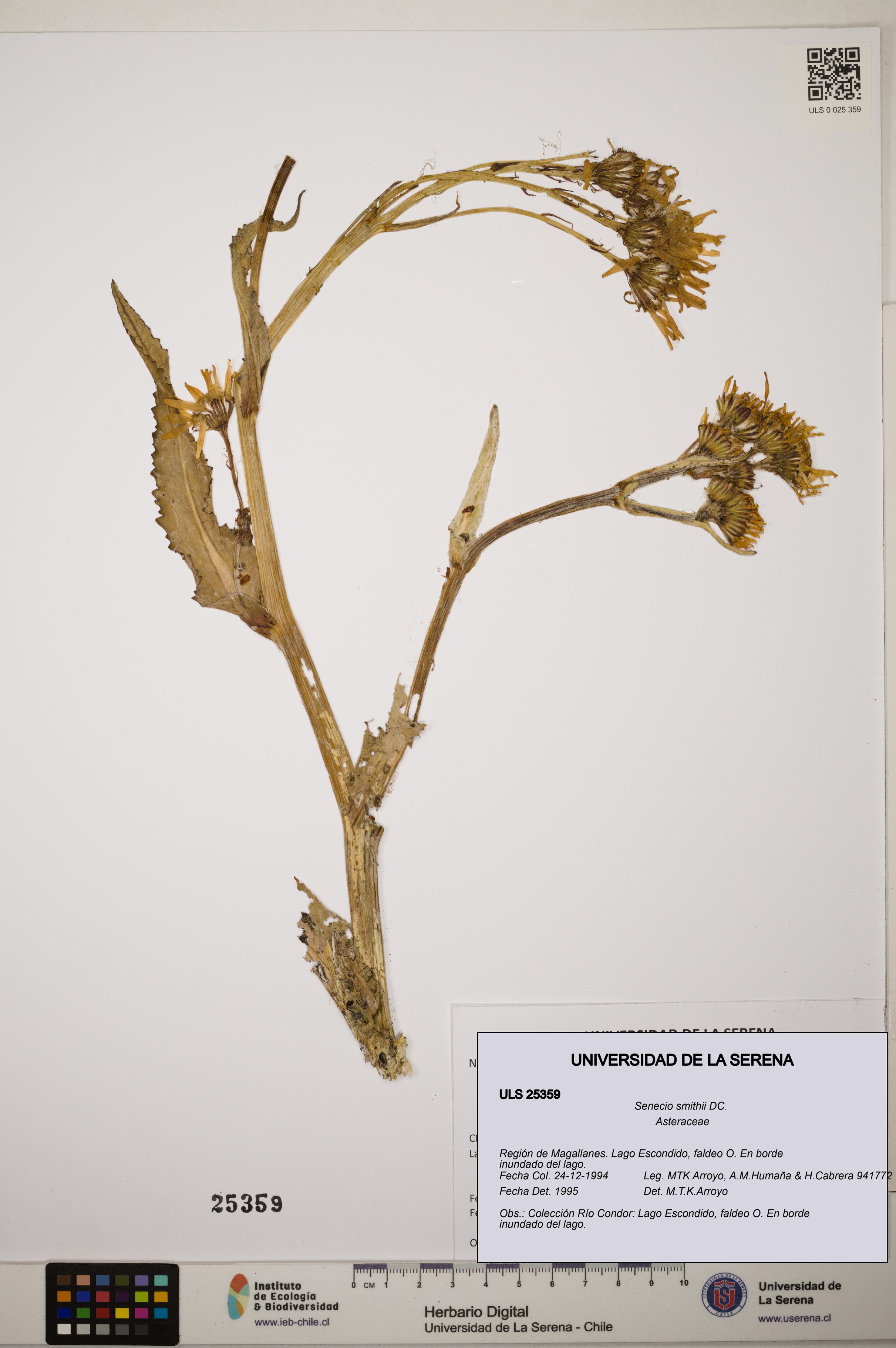 Senecio smithii [Espécimen: ]