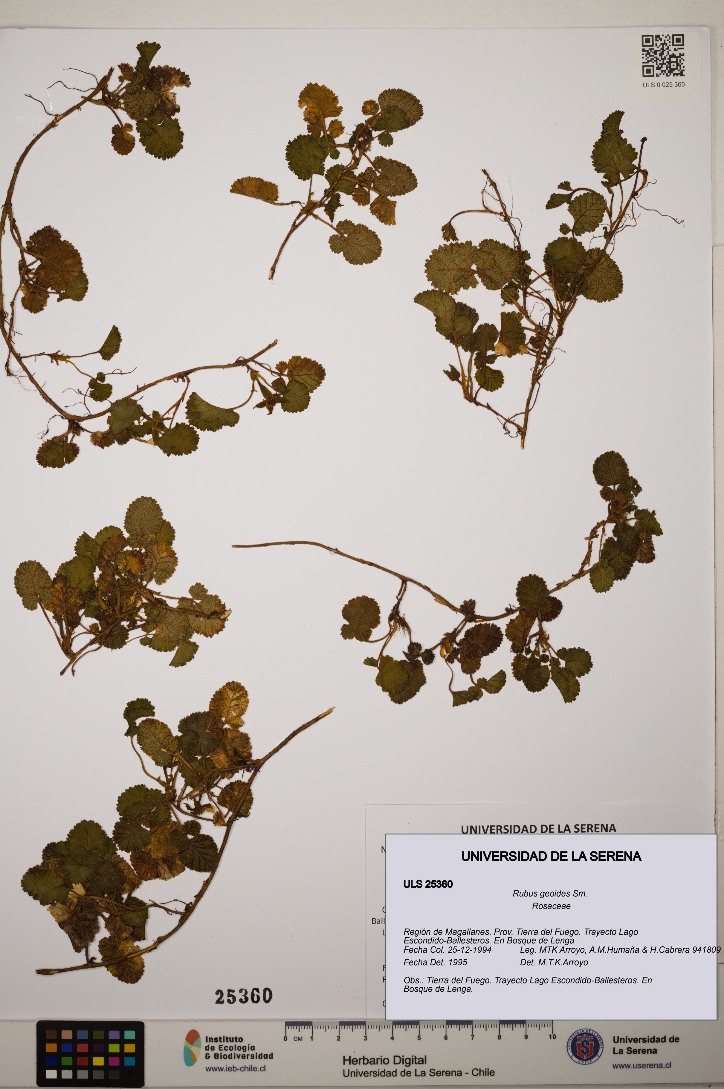 Rubus geoides [Espécimen: ]