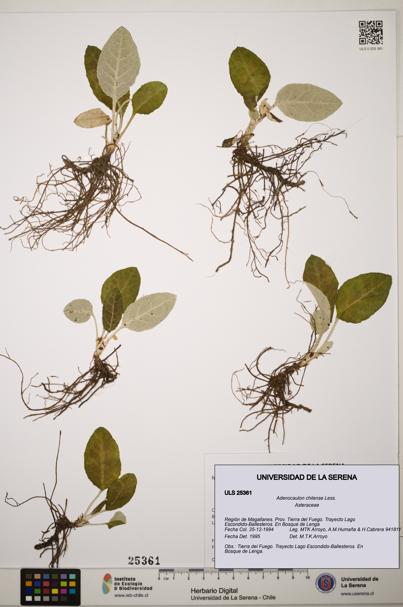 Adenocaulon chilense [Espécimen: ]