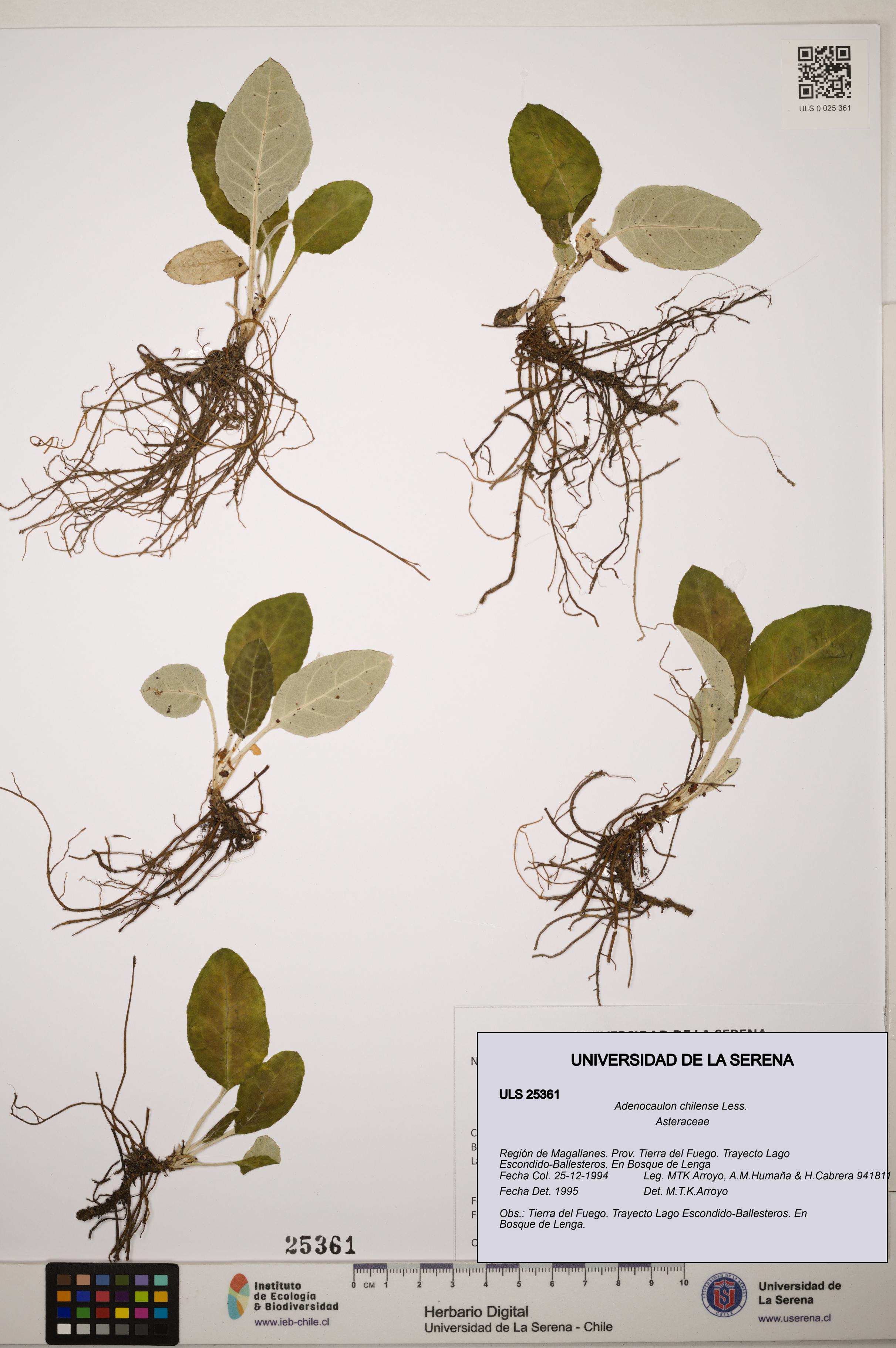 Adenocaulon chilense [Espécimen: ]