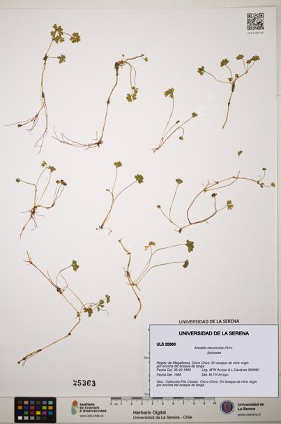 Azorella ranunculus [Espécimen: ]