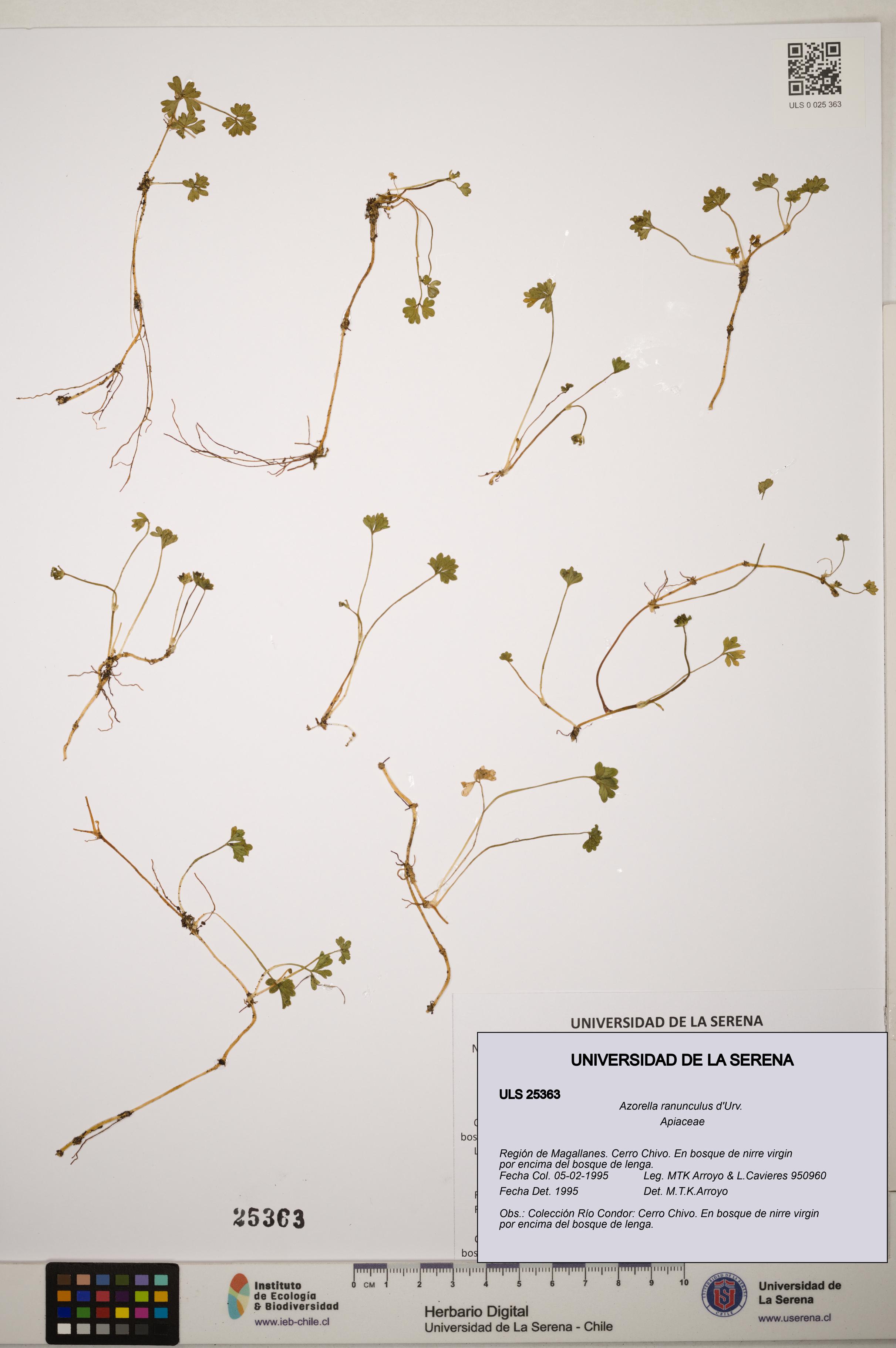 Azorella ranunculus [Espécimen: ]