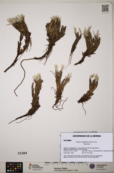 Senecio magellanicus [Espécimen: ]