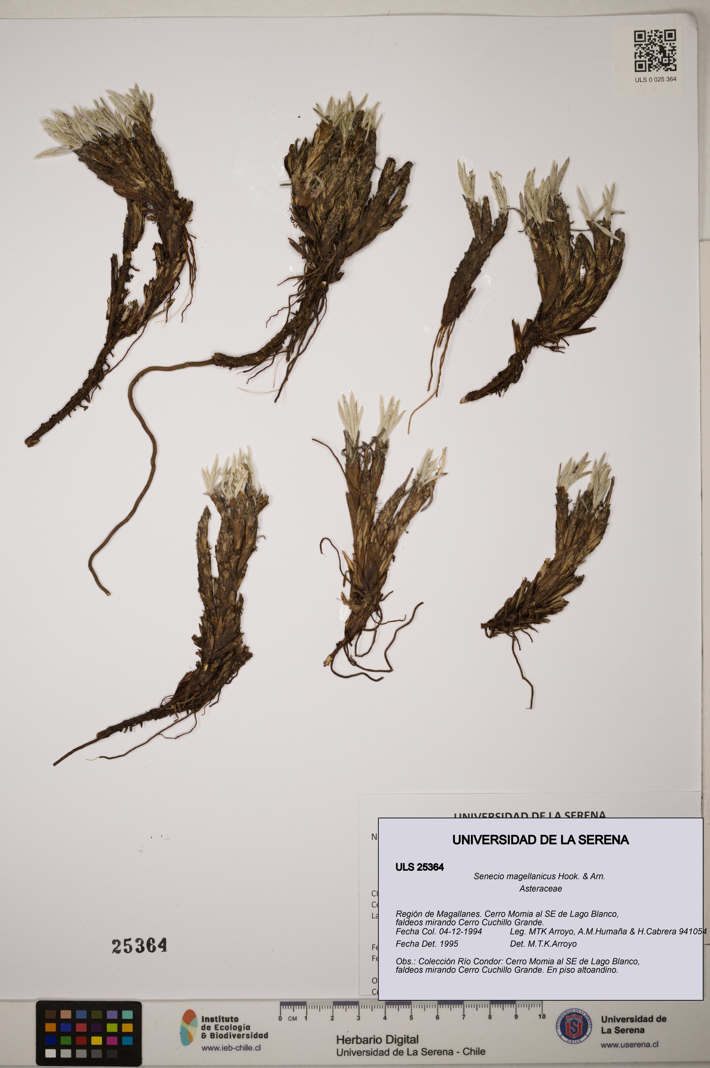 Senecio magellanicus [Espécimen: ]